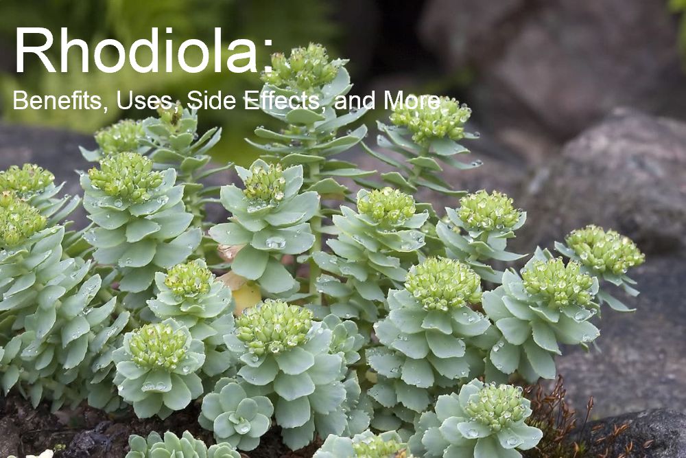 Rhodiola: Benefits, Uses, Side Effects, and More
