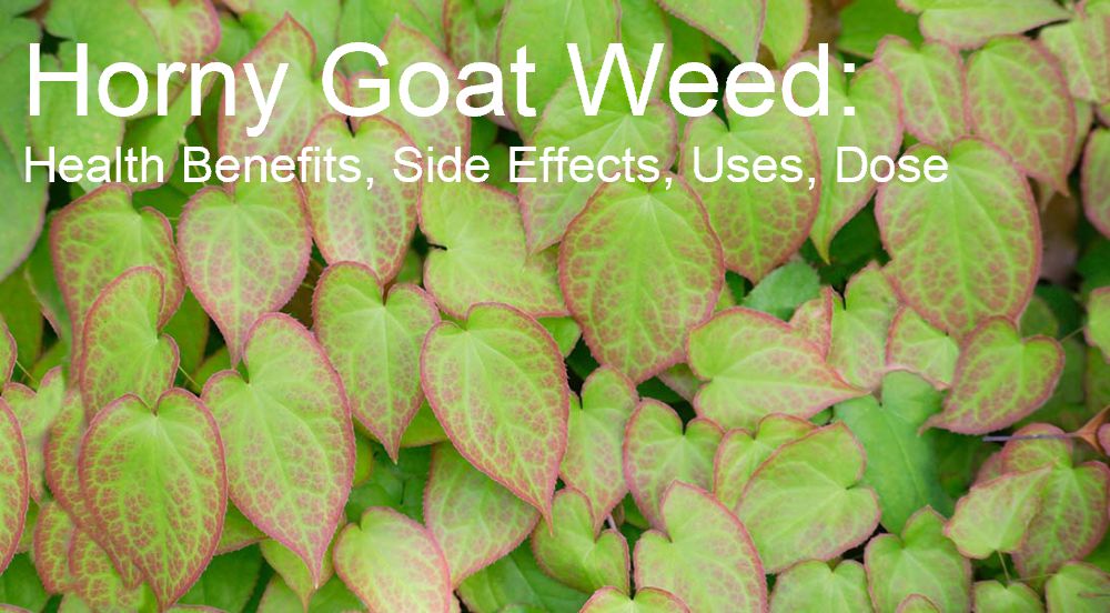 Horny Goat Weed: Health Benefits, Side Effects, Uses, Dose