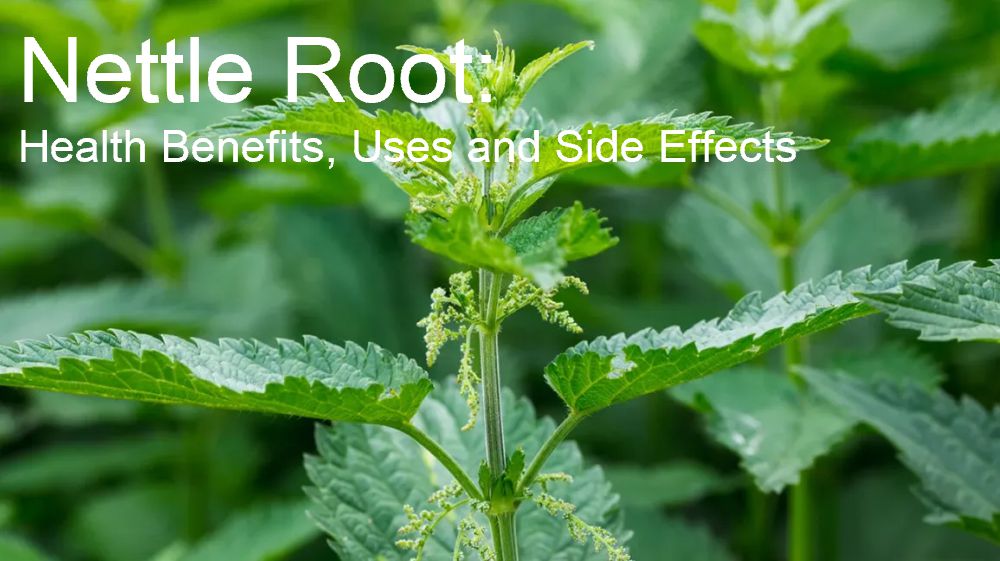 Nettle Root: Health Benefits, Uses and Side Effects
