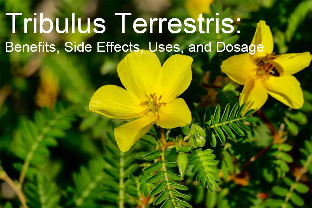 Tribulus Terrestris: Benefits, Side Effects, Uses, and Dosage